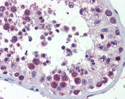 Invitrogen PILRB Polyclonal Antibody 100 &mu;g; Unconjugated:Antibodies,
