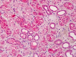 Invitrogen PILRB Polyclonal Antibody 100 &mu;g; Unconjugated:Antibodies,