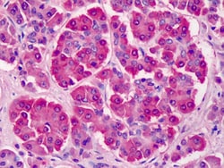 Invitrogen PILRB Polyclonal Antibody 100 &mu;g; Unconjugated:Antibodies,