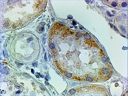 Invitrogen AADAT Polyclonal Antibody 100 μg; Unconjugated:Antibodies,