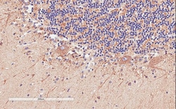 Invitrogen DAO Polyclonal Antibody 100 μg; Unconjugated:Antibodies,