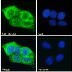 Invitrogen MUC13 Polyclonal Antibody 100 &mu;g; Unconjugated:Antibodies,