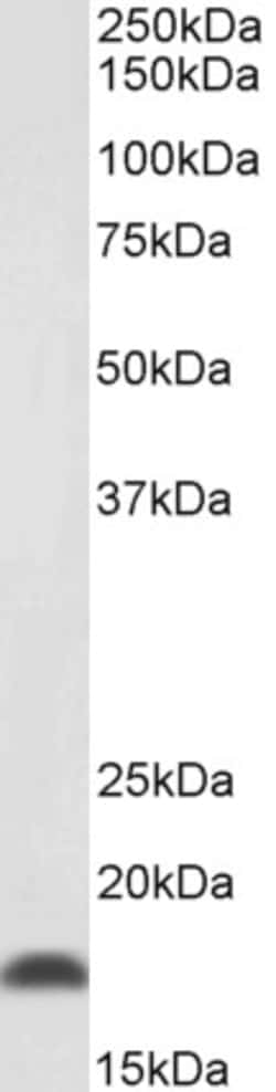 Invitrogen Pleiotrophin Polyclonal Antibody 100 &mu;g; Unconjugated:Antibodies,