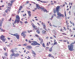 Invitrogen SRC3 Polyclonal Antibody 100 &mu;g; Unconjugated:Antibodies,