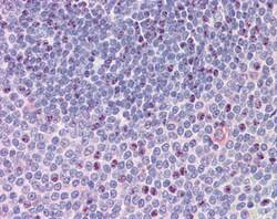 Invitrogen SRC3 Polyclonal Antibody 100 &mu;g; Unconjugated:Antibodies,