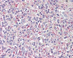 Invitrogen TRIB1 Polyclonal Antibody 100 &mu;g; Unconjugated:Antibodies,