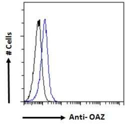 Invitrogen ZNF423 Polyclonal Antibody 100 &mu;g; Unconjugated:Antibodies,