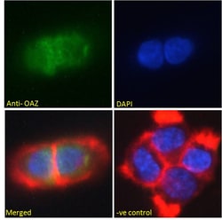 Invitrogen ZNF423 Polyclonal Antibody 100 &mu;g; Unconjugated:Antibodies,