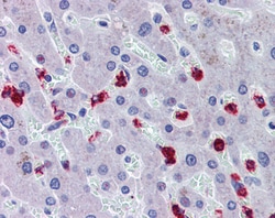Invitrogen RASSF2 Polyclonal Antibody 100 &mu;g; Unconjugated:Antibodies,