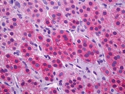 Invitrogen VGLUT1 Polyclonal Antibody 100 &mu;g; Unconjugated:Antibodies,