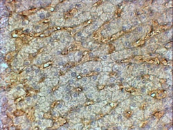 Invitrogen ApoA1 Polyclonal Antibody 100 μg; Unconjugated:Antibodies,