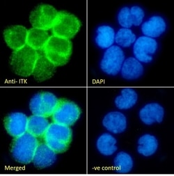 Invitrogen ITK Polyclonal Antibody 100 &mu;g; Unconjugated:Antibodies,
