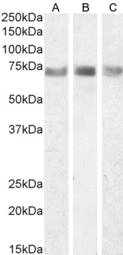 Invitrogen ITK Polyclonal Antibody 100 &mu;g; Unconjugated:Antibodies,
