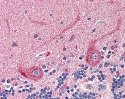 Invitrogen SLC22A17 Polyclonal Antibody 100 &mu;g; Unconjugated:Antibodies,