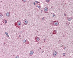 Invitrogen SLC22A17 Polyclonal Antibody 100 &mu;g; Unconjugated:Antibodies,