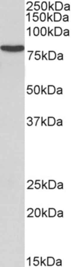 Invitrogen RSK3 Polyclonal Antibody 100 &mu;g; Unconjugated:Antibodies,