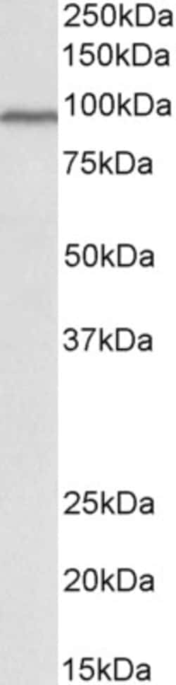 Invitrogen Cullin 3 Polyclonal Antibody 100 &mu;g; Unconjugated:Antibodies,