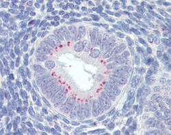 Invitrogen SFRP1 Polyclonal Antibody 100 &mu;g; Unconjugated:Antibodies,