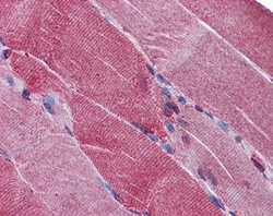 Invitrogen PCSK6 Polyclonal Antibody 100 &mu;g; Unconjugated:Antibodies,