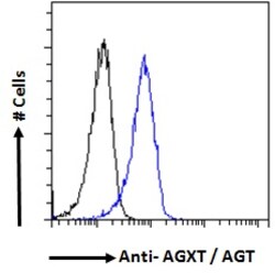 Invitrogen AGXT Polyclonal Antibody 100 &mu;g; Unconjugated:Antibodies,