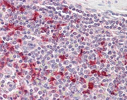 Invitrogen PTMA Polyclonal Antibody 100 &mu;g; Unconjugated:Antibodies,