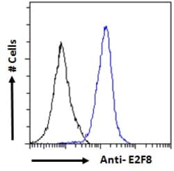 Invitrogen E2F8 Polyclonal Antibody 100 &mu;g | Buy Online | Invitrogen&trade; | Fisher Scientific