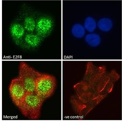 Invitrogen E2F8 Polyclonal Antibody 100 &mu;g | Buy Online | Invitrogen&trade; | Fisher Scientific