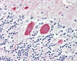 Invitrogen MTNR1B Polyclonal Antibody 100 μg; Unconjugated:Antibodies,