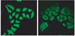Invitrogen SPG20 Polyclonal Antibody 100 &mu;g; Unconjugated:Antibodies,