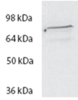 Invitrogen SPG20 Polyclonal Antibody 100 &mu;g; Unconjugated:Antibodies,