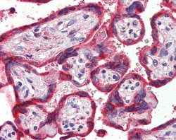 Thrombospondin 1 Polyclonal Antibody:Antibodies, Polyclonal