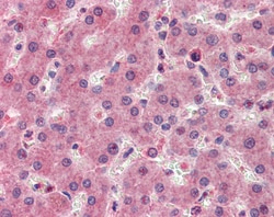 Invitrogen RASSF1 Polyclonal Antibody 100 μg; Unconjugated:Antibodies,