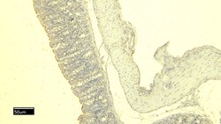 MCPT4 Polyclonal Antibody:Antibodies, Polyclonal
