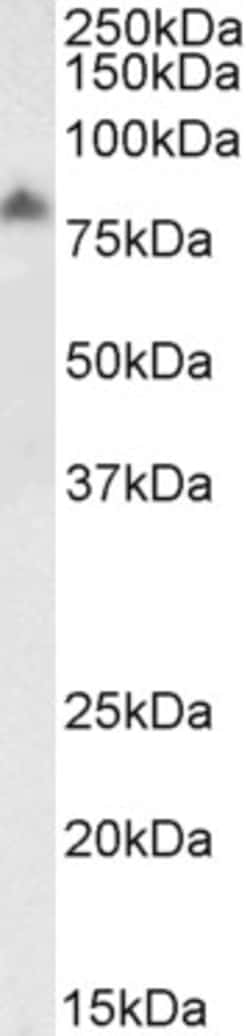 Invitrogen LIMP2 Polyclonal Antibody, Biotin 100 μg; Biotin:Antibodies,