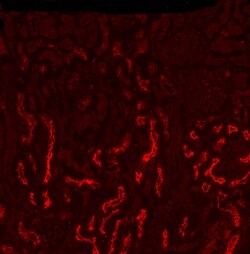 Invitrogen SGLT1 Polyclonal Antibody 100 &mu;g; Unconjugated:Antibodies,