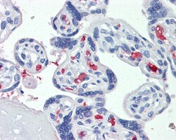 CLEC2D Polyclonal Antibody:Antibodies, Polyclonal