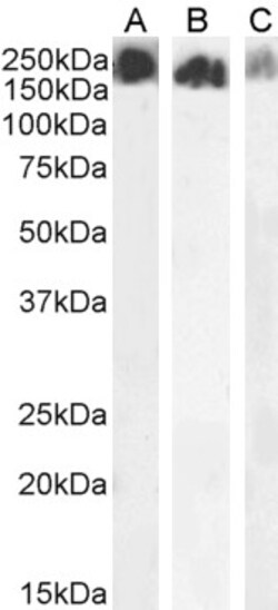 Invitrogen SCRIB Polyclonal Antibody 100 &mu;g; Unconjugated:Antibodies,