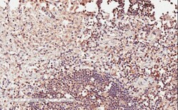Invitrogen ICOS (CD278) Polyclonal Antibody 100 &mu;g; Unconjugated:Antibodies,