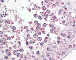 Invitrogen RAP80 Polyclonal Antibody 100 &mu;g; Unconjugated:Antibodies,