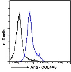 Invitrogen COL4A6 Polyclonal Antibody 100 &mu;g; Unconjugated:Antibodies,
