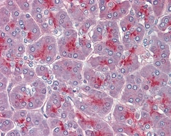 Invitrogen TPCN2 Polyclonal Antibody 100 &mu;g; Unconjugated:Antibodies,