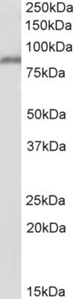Invitrogen PPIG Polyclonal Antibody 100 &mu;g | Buy Online | Invitrogen&trade; | Fisher Scientific