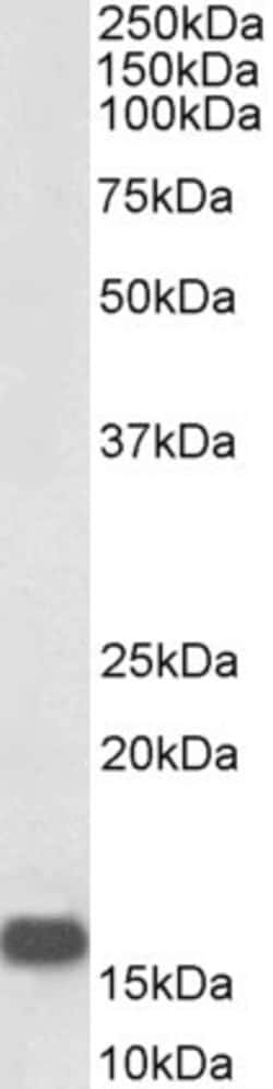 Invitrogen NRGN Polyclonal Antibody, Biotin 100 &mu;g; Biotin:Antibodies,
