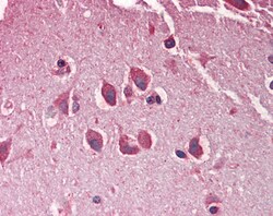 MXRA5 Polyclonal Antibody:Antibodies, Polyclonal