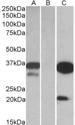 Invitrogen DAPP1 Polyclonal Antibody 100 &mu;g; Unconjugated:Antibodies,