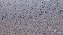 PCDH11X/PCDH11Y Polyclonal Antibody, Invitrogen 100 &mu;g; Unconjugated:Antibodies,