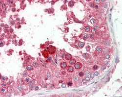 Invitrogen PROK2 Polyclonal Antibody 100 &mu;g; Unconjugated:Antibodies,