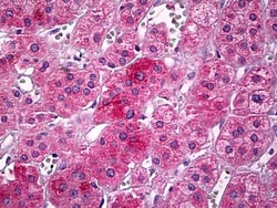 Invitrogen UBP1 Polyclonal Antibody 100 &mu;g; Unconjugated:Antibodies,