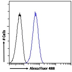 Invitrogen IKZF4 Polyclonal Antibody 100 &mu;g; Unconjugated:Antibodies,