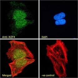 Invitrogen IKZF4 Polyclonal Antibody 100 &mu;g; Unconjugated:Antibodies,